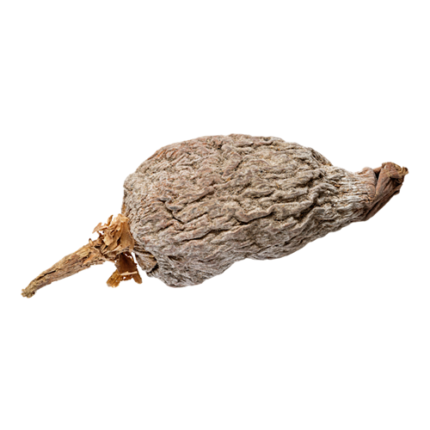 Aligator Pepper