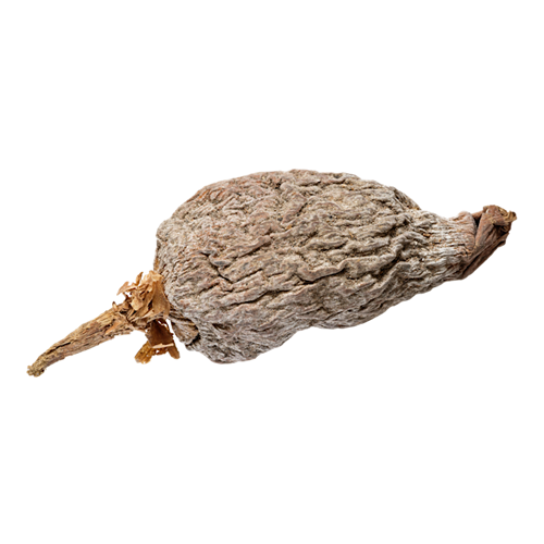 Aligator Pepper